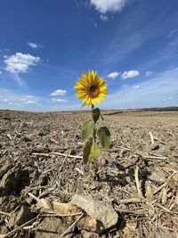 Scenic view of sunflower field against sky