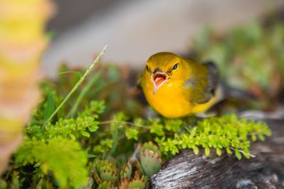 Close-up of a bird