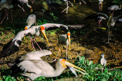 View of birds on land