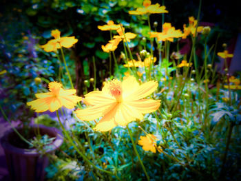 Close-up of yellow flowers blooming outdoors