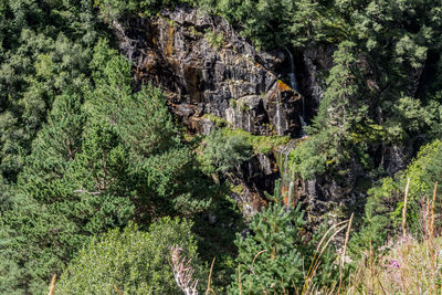 Plants and trees growing on rock