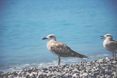 Seagulls on shore