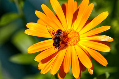 Close-up of hoverfly pollinating on yellow flower