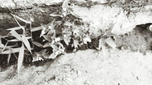 Close-up of plant against white background