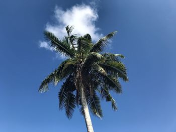 palm tree