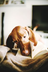 Close-up of dog with book lying down on bed at home