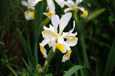 Close-up of white crocus blooming outdoors