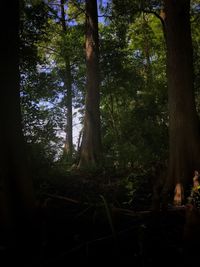 Trees in forest