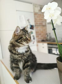 Cat sitting on wall at home