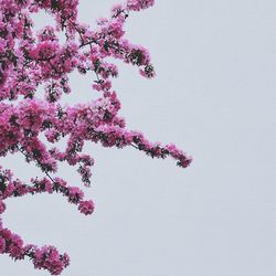 Low angle view of flower tree against sky