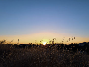 Scenic view of field against clear sky during sunset