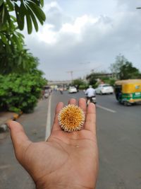 Close-up of hand holding plant