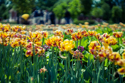 Close-up of fresh yellow flowers in field