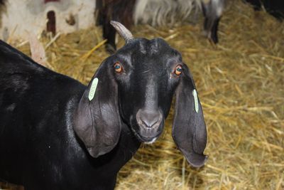 Close-up portrait of cow