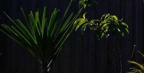 Close-up of green plant