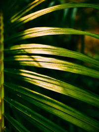 Close-up of palm tree leaves