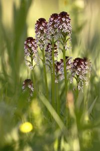 Close-up of purple flowering plant on field