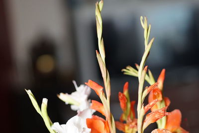 Close-up of flowering plant