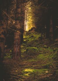 Trees growing in forest during autumn