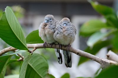 Bird perching on a tree