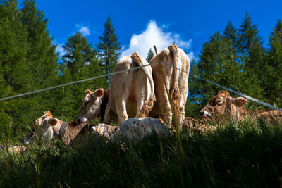 Low angle view of horses on grass against sky