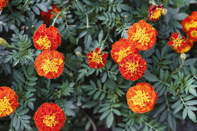 Close-up of orange flowers
