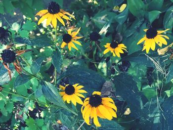 Close-up of sunflower blooming in park