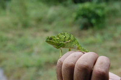 Close-up of chameleon on hand