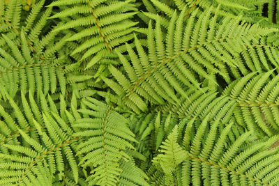 Full frame shot of fern leaves