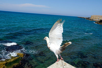 Seagull flying over sea against sky