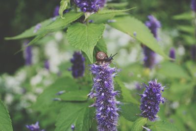 Close-up of bee on purple flower