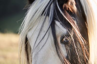 Close-up of blue horse eye