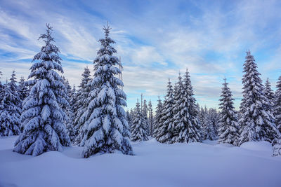 Snow covered pine trees against sky