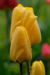 Wet tulip macro 