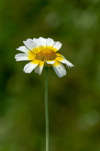 Close-up of white flower