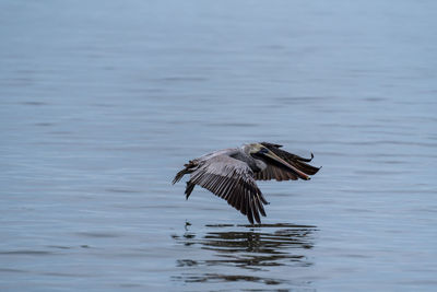 Bird flying over lake