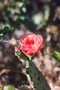 Close-up of rose against blurred background