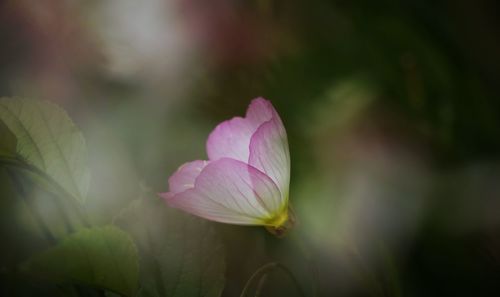 Close-up of pink flower