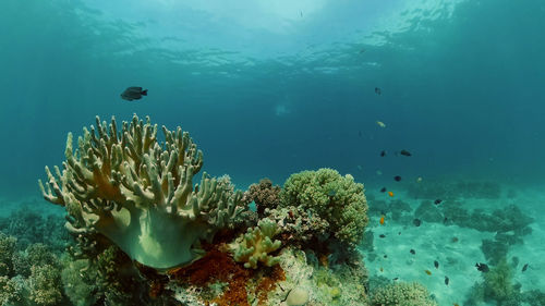 Tropical coral reef. scene reef. marine life sea world. underwater fish reef marine. philippines.