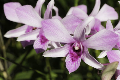 Close-up of pink flowers