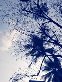 Low angle view of tree branch against sky