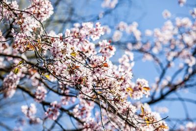 Low angle view of cherry blossoms in spring