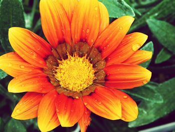 Close-up of yellow flower