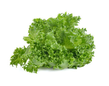 Close-up of green leaves against white background