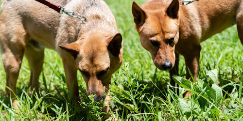 View of two dogs on field