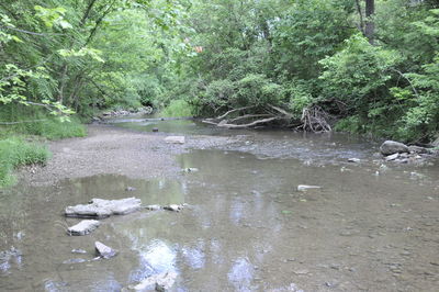 Scenic view of lake in forest