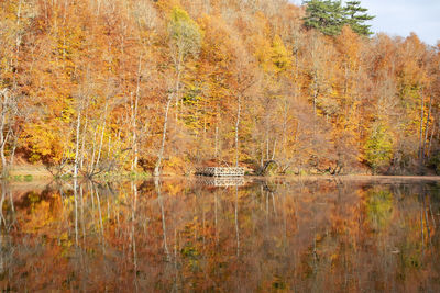 Scenic view of lake in forest during autumn