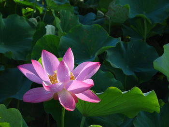 Close-up of lotus  in lake