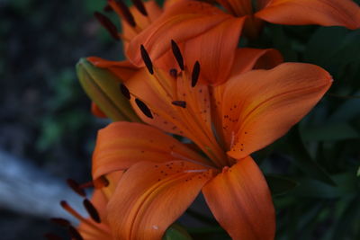 Close-up of orange day lily