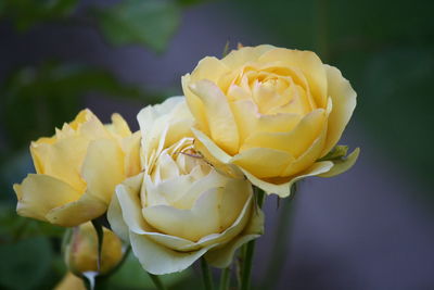 Close-up of rose
